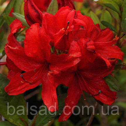 Рододендрон листопадний Набукко / С5 / Rhododendron Nabucco, фото 1