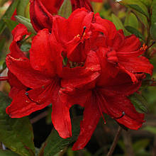 Рододендрон листопадний Набукко / С5 / Rhododendron Nabucco