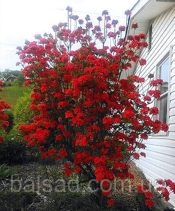 Рододендрон листопадний Набукко / С5 / Rhododendron Nabucco, фото 4