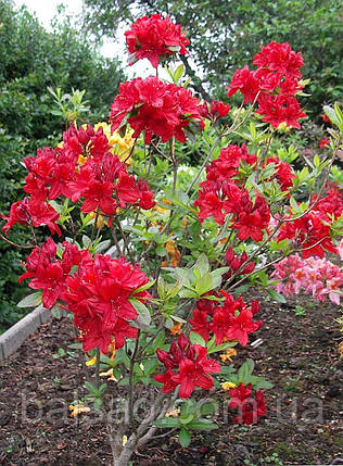 Рододендрон листопадний Набукко / С5 / Rhododendron Nabucco, фото 3