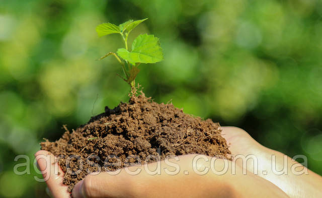 Инсектециды, фунгіциди купити з доставкою.