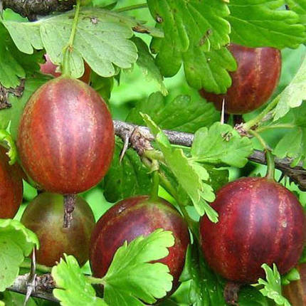 Саджанці агрусу сорт "Сварог", напівупаковані, фото 2