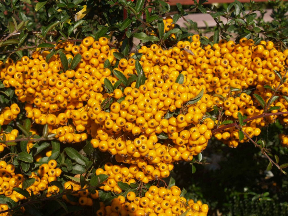 Пираканта Солейл Дор / С3 / Pyracantha Soleil d'Or - фото 4 - id-p1123740185