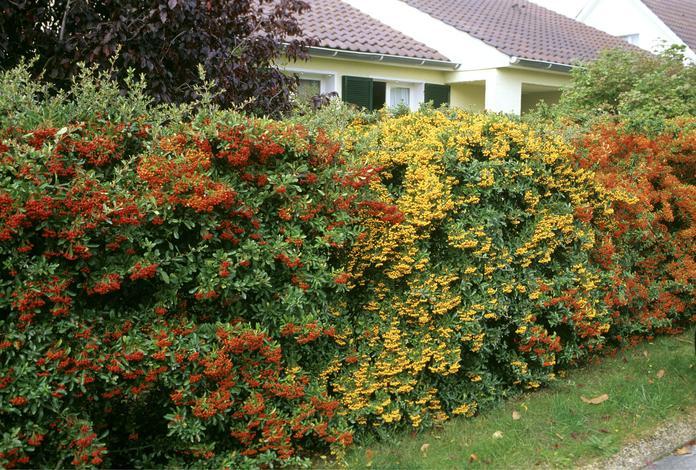 Пираканта Солейл Дор / С3 / Pyracantha Soleil d'Or - фото 5 - id-p1123740185