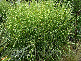 Міскантус китайський Стріктус / Miscanthus sinensis Strictus, фото 4