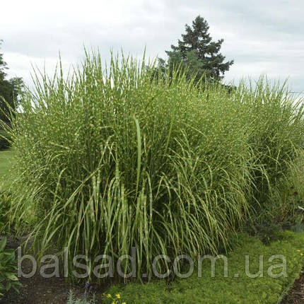 Міскантус китайський Стріктус / Miscanthus sinensis Strictus, фото 3