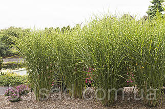 Міскантус китайський Стріктус / Miscanthus sinensis Strictus, фото 5