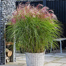 Міскантус китайський Ред Чіф / Miscanthus Red Chief / Р12