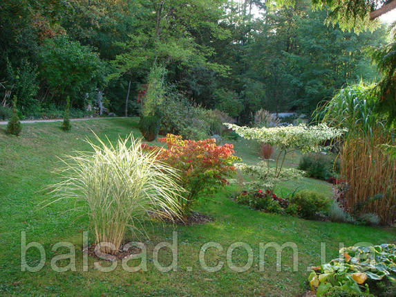 Міскантус китайський Ред Чіф / Miscanthus Red Chief / Р12, фото 4