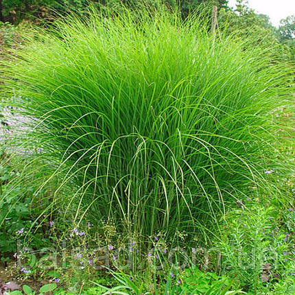 Міскантус китайський Граціллімус / Р12 / Miscanthus Gracillimus, фото 1