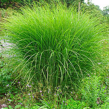 Міскантус китайський Граціллімус / Miscanthus Gracillimus / Р12