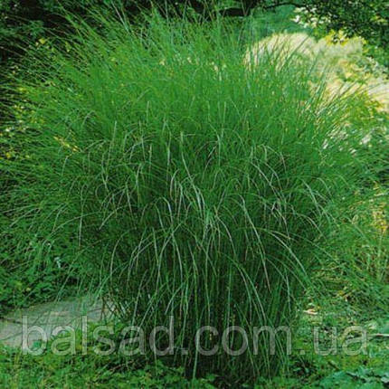 Міскантус китайський Граціллімус / Р12 / Miscanthus Gracillimus, фото 3