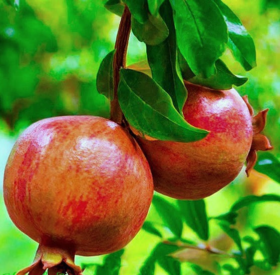 Саджанці Граната Кримський смугастий 3-річний - ранній, великоплідний, зимостійкий, фото 1