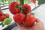 Целестін F1 насіння томату високорослого Clause Франція 250 шт, фото 2