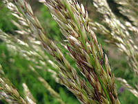 Семена травы Райграйс однолетний 5 кг, Fazenda