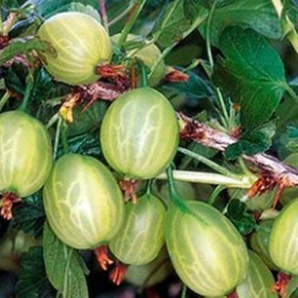 Саджанці агрусу "Інвікта" зелений, з колючками, напівупакований, фото 1