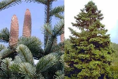 Ялиця Грецька 2 річна, Ялиця грецька / кефалинийская, Abies cephalonica