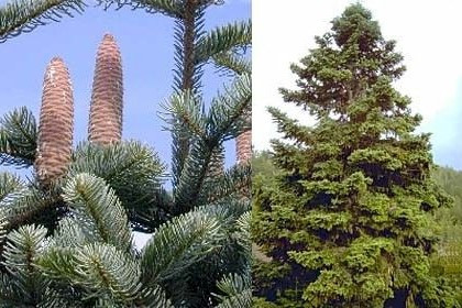 Ялиця Грецька 3 річна, Ялиця грецька / кефалинийская, Abies cephalonica