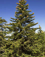 Ялиця Грецька 2 річна, Ялиця грецька / кефалинийская, Abies cephalonica, фото 5