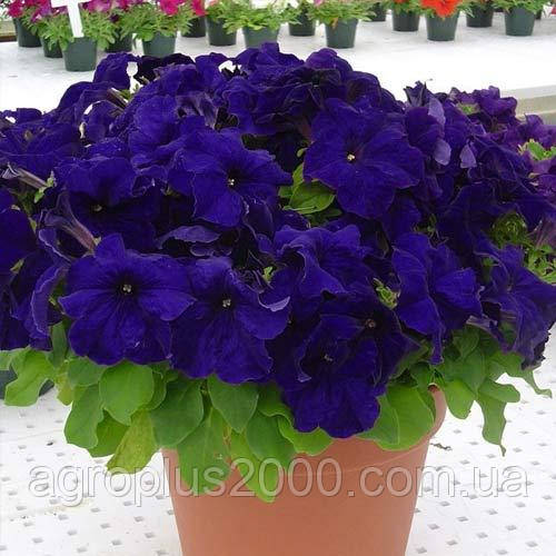 Насіння Петунія великоквіткова Success (Саксес) F1 Синя Blue 500 насіння Benary