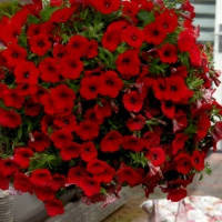 Насіння Петунія ампельна Ізі Вейв F1 Червона 50 драже Pan American, фото 1