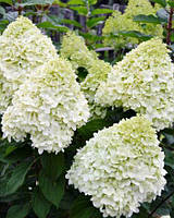 Гортензія волотиста Геркулес/ Hydrangea paniculata 'Hercules 'PBR, С4 (4л.), 3-4роки