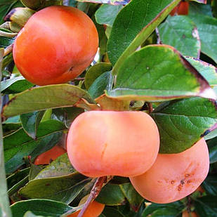 Хурма Фуйю - дводомна, морозостійка, середня, сіянець С1