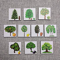 Дерева та плоди. Набір магнітів