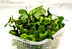 Мікрозелень Капуста кольрабі 10г, фото 3