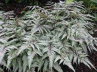 Папороть японська Silver Falls 1 рік, Папоротник / Кочедижник Сильвер Фоллс, Athyrium niponicum Silver Falls