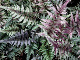 Папороть японська Pewter Lace 1 рік, Папороть / Кочедижник Певтер Лейс, Athyrium niponicum Pewter Lace, фото 2