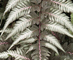 Папороть японська Pewter Lace 1 рік, Папороть / Кочедижник Певтер Лейс, Athyrium niponicum Pewter Lace, фото 3