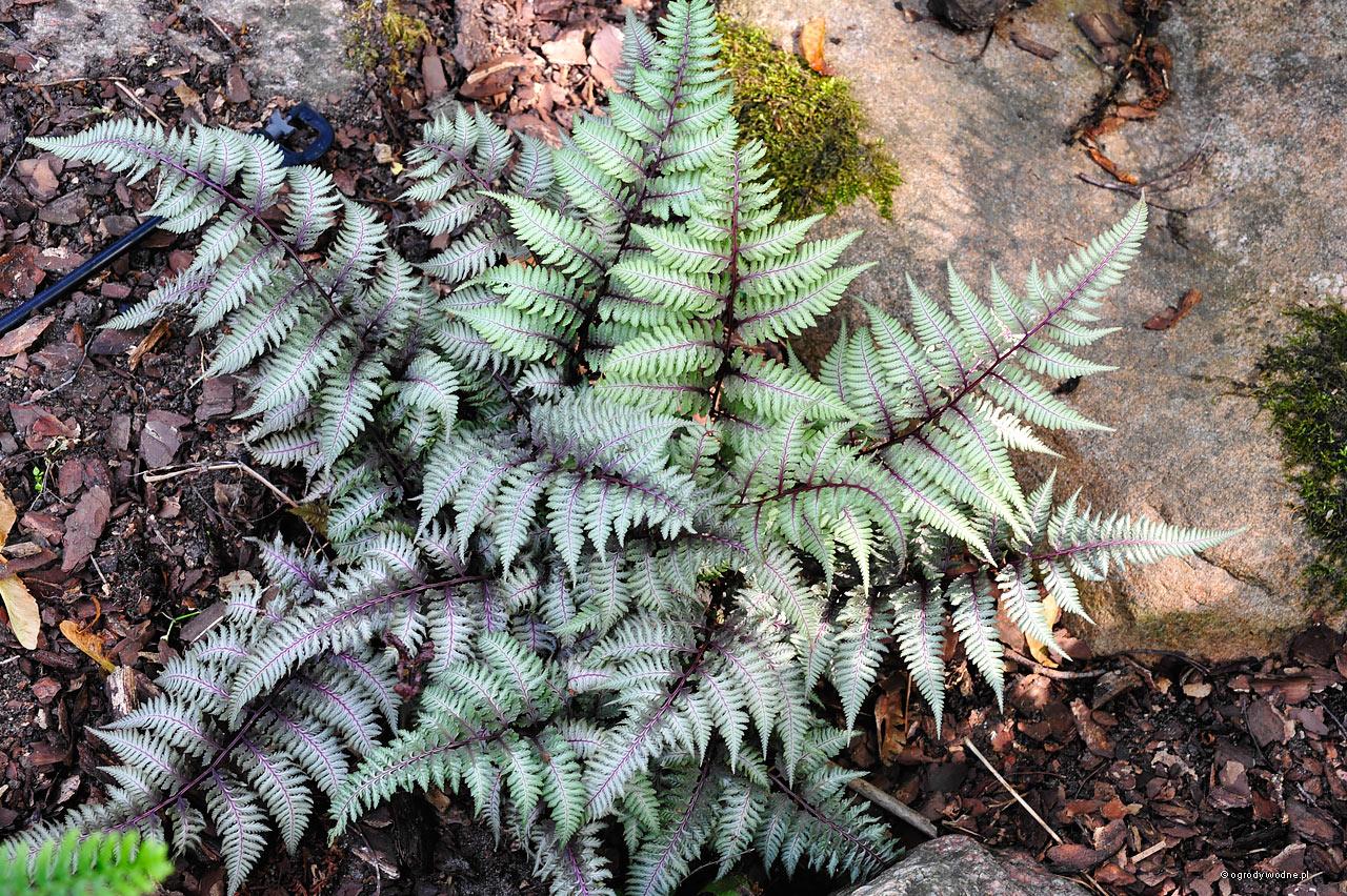 Папороть японська Pewter Lace 1 рік, Папороть / Кочедижник Певтер Лейс, Athyrium niponicum Pewter Lace