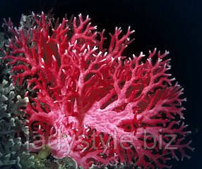 купити корал, намисто прикраса срібло леді стиль подарунок