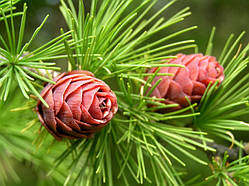 Лисновниця європейська Larix decidua