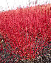 Дерен білий Ауреа / С3 / Cornus alba Aurea, фото 4