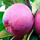 Саджанці колоновидної Яблуні Титанія - осіння, морозостійка, солодка, фото 2