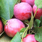 Саджанці колоновидної Яблуні Титанія - осіння, морозостійка, солодка, фото 3