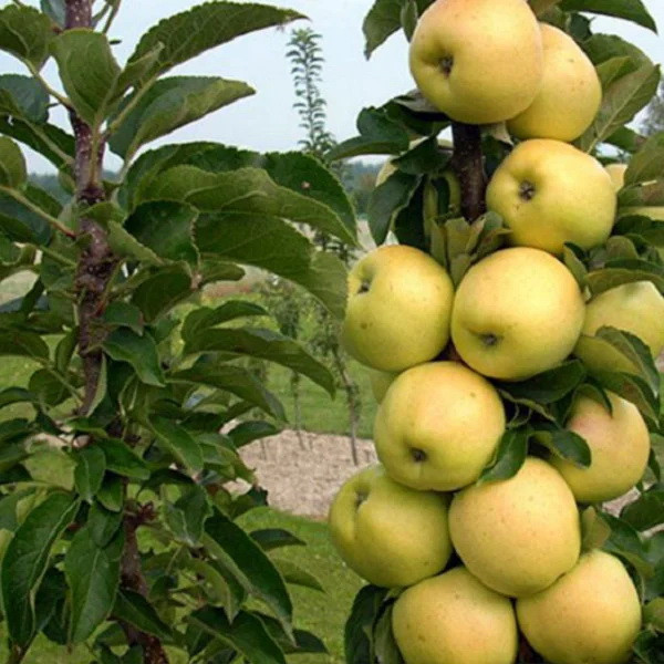 Саджанці колоновидної Яблуні Медок - пізньо-літня, солодка, зимостійка, фото 1