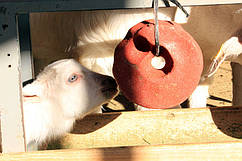 Сіль-лизунец для овець та кіз "SELCO BLOCK" 3 кг (ROYAL ILAC, Великобританія-Туреччина)