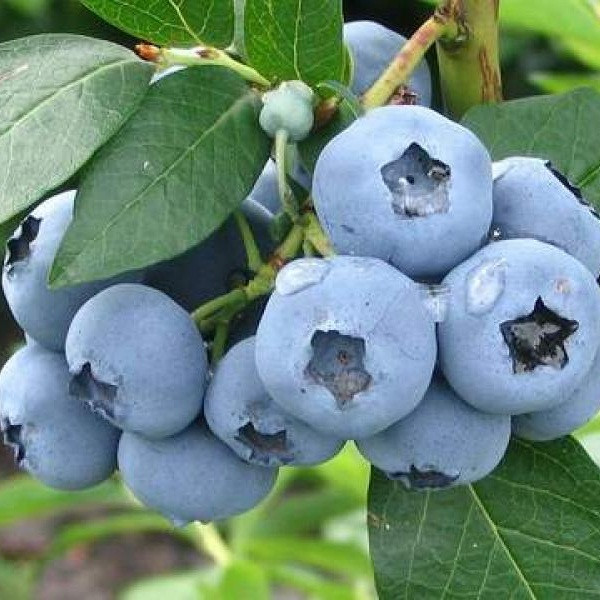 Лохина "Елізабет" 3-річна, конт. 7.5 л