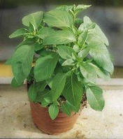Базилік зелений Містер Барнс 0,5г (Професійне насіння)