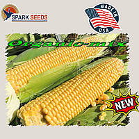 Насіння, раннє, надпотужне цукрове кукурудза 1801 F1 (США), фермерське паковання (25 000 насіння)