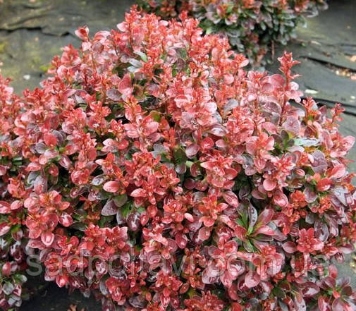 Барбарис тунберга Багател/Berberis thunbergii 'Bagatelle'/С2, фото 2