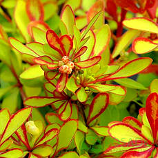 Барбарис Диаболікум /Berberis thunbergii 'Diabolicum'/