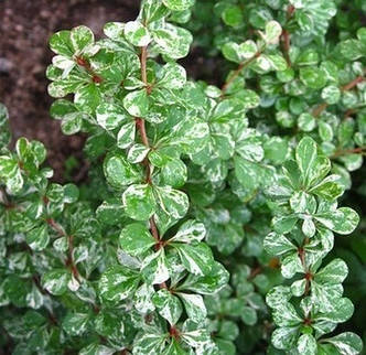 Барбарис Тунберга Кереліс/Berberis Thunbergii Kelleriis/в конт.0,5 л, фото 2