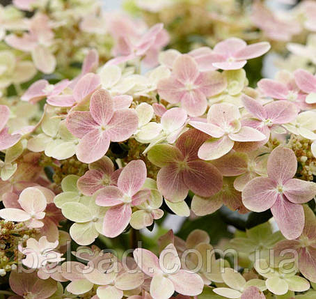 Гортензія волотиста Полестар / С3 / Hydrangea Polestar, фото 1