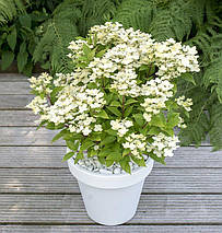 Гортензія Полестар / С12 / Hydrangea paniculata Polestar, фото 5