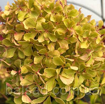 Гортензія волотиста Романтік Айс / С7,5 / Hydrangea Romantic Ace, фото 5