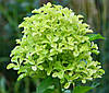 Гортензія волотиста Романтік Айс / С7,5 / Hydrangea Romantic Ace, фото 2